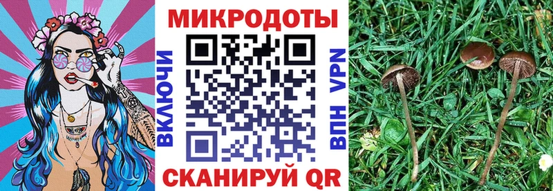 Псилоцибиновые грибы Cubensis  где найти   Нижнекамск 
